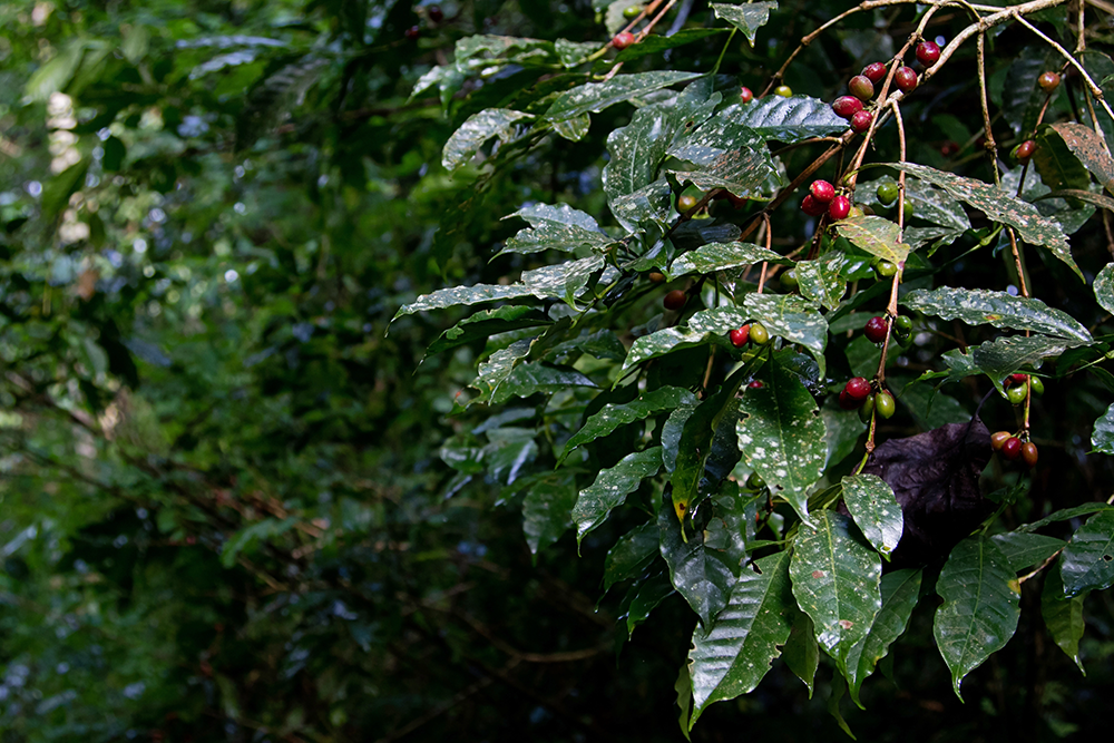 Kaffa